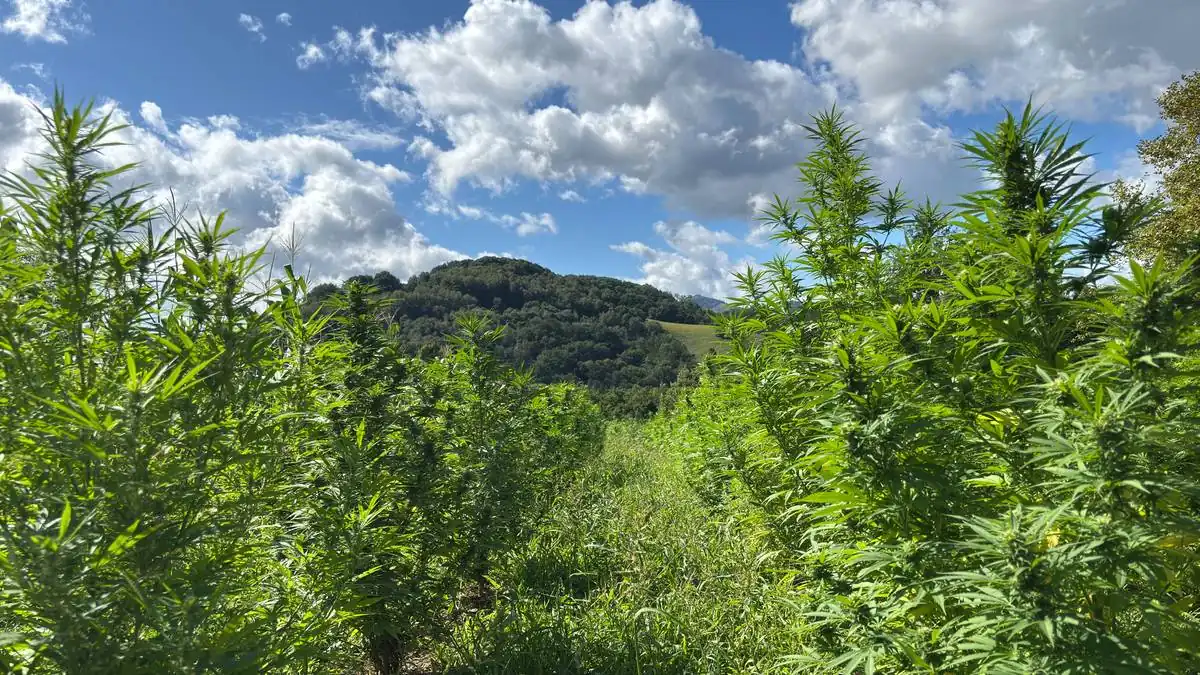 Rangs de chanvre en été, devant les collines boisées du Pays Basque